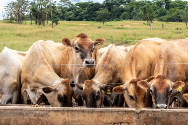 Mjölkboskap Jersey Som Hålls Instängd Mjölkgård Brasilien — Stockfoto