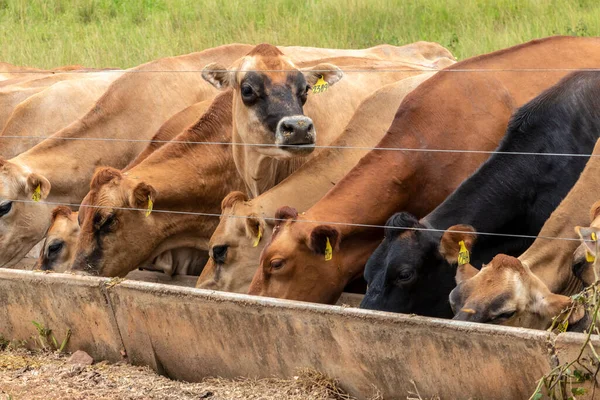 Stádo Jersey Dojnic Skotu Internaci Mléčné Farmy Brazílii — Stock fotografie