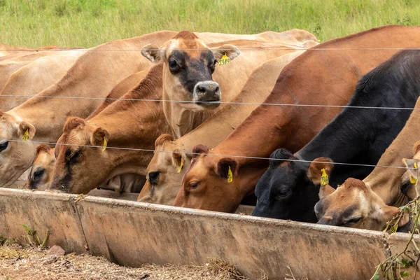 Rebaño Ganado Lechero Jersey Confinamiento Una Granja Lechera Brasil — Foto de Stock