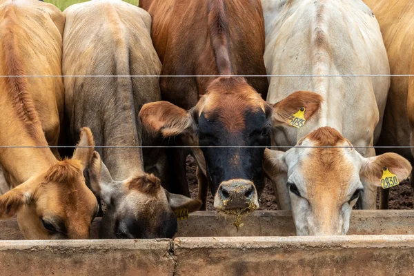 Αγέλη Γαλακτοπαραγωγής Του Jersey Υπό Περιορισμό Γαλακτοκομικό Αγρόκτημα Στη Βραζιλία — Φωτογραφία Αρχείου