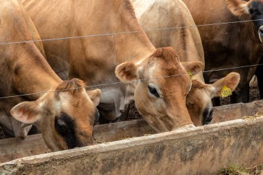 Jersey süt hayvanları sürüsü Brezilya 'da bir mandıra çiftliğinde hapsedildi.
