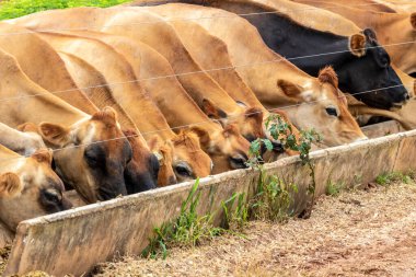 Jersey süt hayvanları sürüsü Brezilya 'da bir mandıra çiftliğinde hapsedildi.