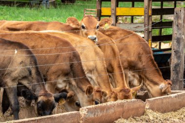 Jersey süt hayvanları sürüsü Brezilya 'da bir mandıra çiftliğinde hapsedildi.