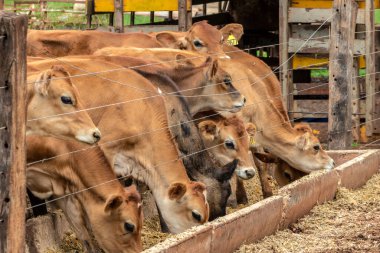 Jersey süt hayvanları sürüsü Brezilya 'da bir mandıra çiftliğinde hapsedildi.
