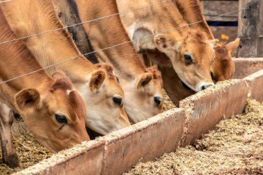 Jersey süt hayvanları sürüsü Brezilya 'da bir mandıra çiftliğinde hapsedildi.