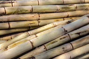 Brezilya 'daki sokak pazarında meyve suyunu çıkarmak için taze şeker kamışı.