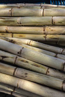 Brezilya 'daki sokak pazarında meyve suyunu çıkarmak için taze şeker kamışı.