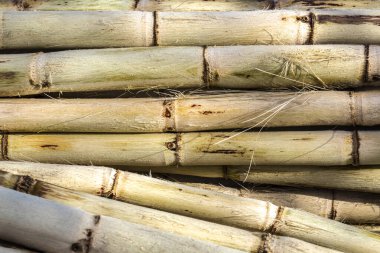 Brezilya 'daki sokak pazarında meyve suyunu çıkarmak için taze şeker kamışı.