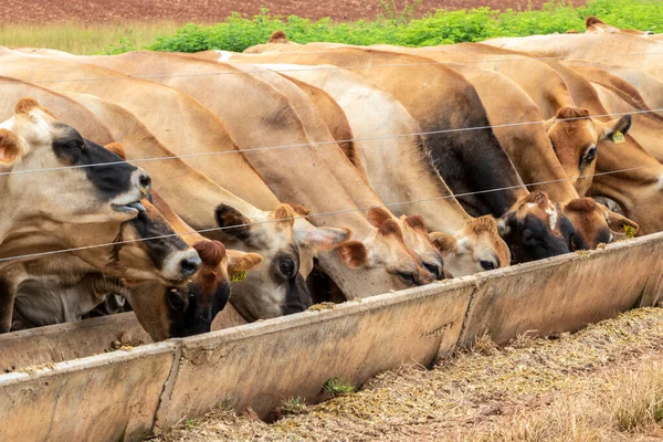 Milchrinderherde Auf Jersey Der Enge Einer Milchfarm Brasilien — Stockfoto