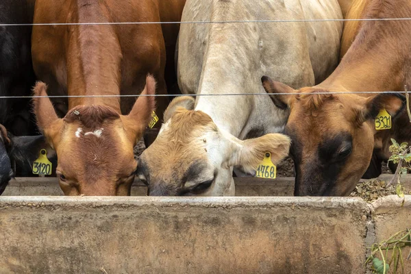 Mjölkboskap Jersey Som Hålls Instängd Mjölkgård Brasilien — Stockfoto