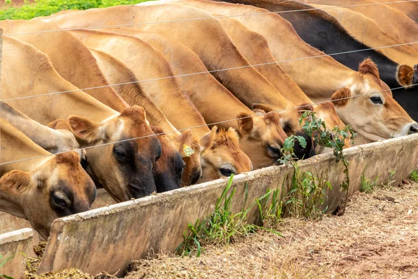 Herd Jersey Melkvee Opsluiting Van Een Melkveebedrijf Brazilië — Stockfoto