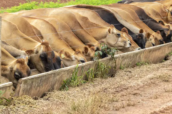 Milchrinderherde Auf Jersey Der Enge Einer Milchfarm Brasilien — Stockfoto