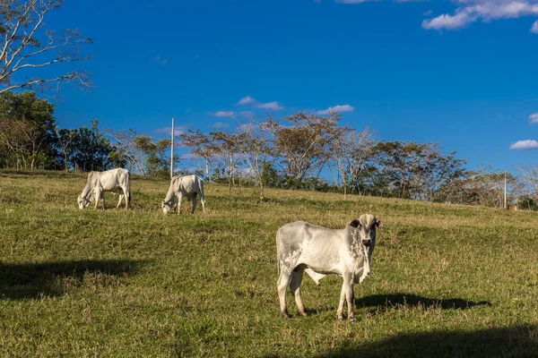 Βοοειδή Nellore Βόσκησης Στο Ράντσο Στη Βραζιλία — Φωτογραφία Αρχείου