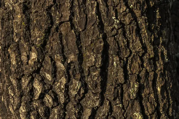 Фон Текстури Дерев Яного Стовбура Авокадо Бразилії Структура Грубої Деревини — стокове фото