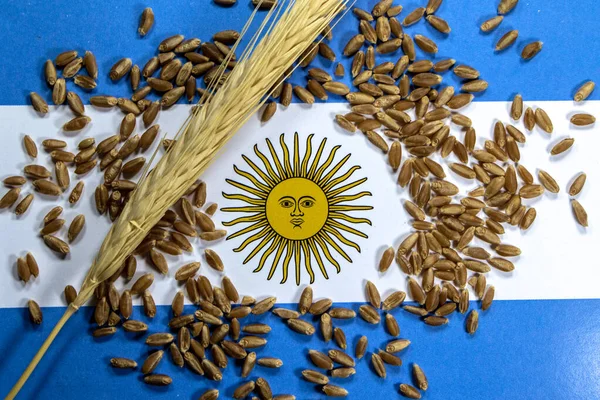 Wheat pods and grains with an argentina flag in the background. Wheat is one of the main products exported in foreign trade between Argentina and Brazil.