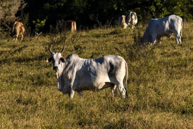 Brezilya 'da bir sığır çiftliğinin çayır bölgesinde zebu Nellore hayvanları sürüsü.