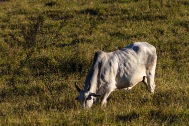 Brezilya 'da bir sığır çiftliğinin çayır bölgesinde zebu Nellore hayvanları sürüsü.