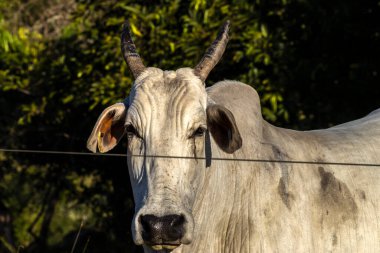 Brezilya 'da bir sığır çiftliğinin çayır bölgesinde zebu Nellore hayvanları sürüsü.