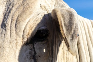 Brezilya 'da bir sığır çiftliğinin çayır bölgesinde zebu Nellore hayvanları sürüsü.