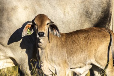 Brezilya 'da bir sığır çiftliğinin çayır bölgesinde zebu Nellore hayvanları sürüsü.