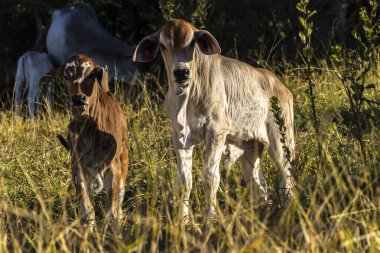 Brezilya 'da bir sığır çiftliğinin çayır bölgesinde zebu Nellore hayvanları sürüsü.