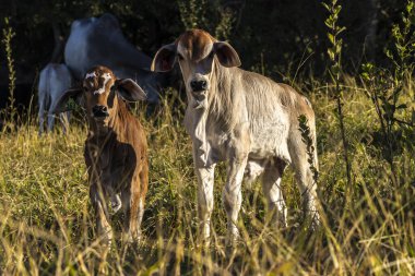 Brezilya 'da bir sığır çiftliğinin çayır bölgesinde zebu Nellore hayvanları sürüsü.