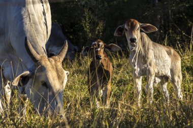 Brezilya 'da bir sığır çiftliğinin çayır bölgesinde zebu Nellore hayvanları sürüsü.