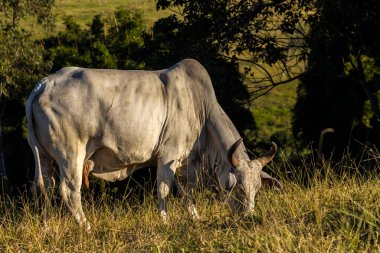 Brezilya 'da bir sığır çiftliğinin çayır bölgesinde zebu Nellore hayvanları sürüsü.