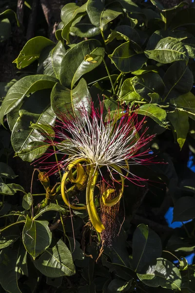 Flower of exotic fruit Monguba (pachira aquatica) in Brazil