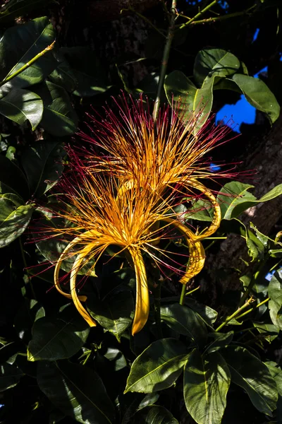 Brezilya Daki Egzotik Meyve Monguba Pachira Aquatica Çiçeği — Stok fotoğraf