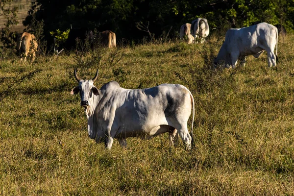 Rebanho Zebu Nelore Área Pastagem Uma Fazenda Bovinos Corte Brasil — Fotografia de Stock