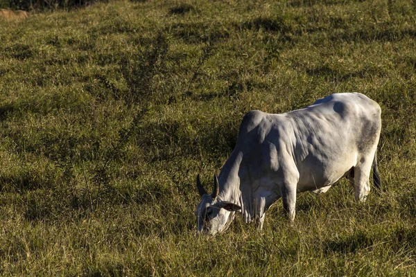 Brezilya Bir Sığır Çiftliğinin Çayır Bölgesinde Zebu Nellore Hayvanları Sürüsü — Stok fotoğraf