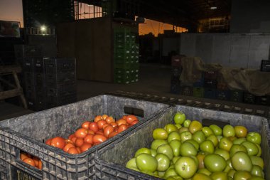 Marilia, Sao Paulo, Brezilya, Haziran 01, 2023. Kırmızı ve yeşil domatesli plastik kutular, Marilia 'daki Ceagesp' te bir öğleden sonra, bir izin sahibinin sattığı bir 