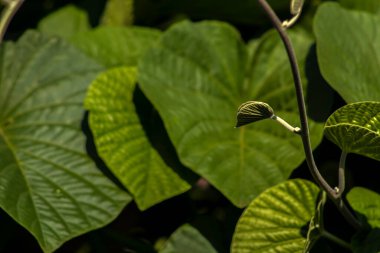 Fil Sürüngeni bitkisi, Brezilya 'da mavi gökyüzü arka planına sahip güneş ışığının arkasında parlıyor.