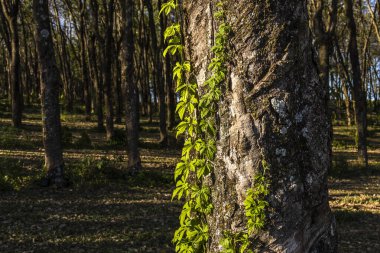 Lastik çıkarmak için lastik tarlası, lastik üretiminde ham madde, Sao Paulo Eyaleti, Brezilya