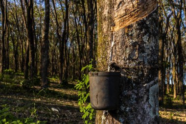 Lastik çıkarmak için lastik tarlası, lastik üretiminde ham madde, Sao Paulo Eyaleti, Brezilya