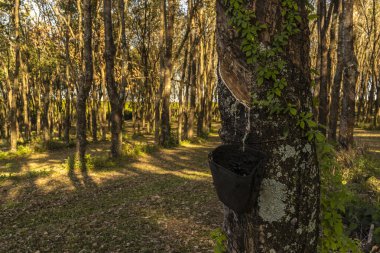 Lastik çıkarmak için lastik tarlası, lastik üretiminde ham madde, Sao Paulo Eyaleti, Brezilya