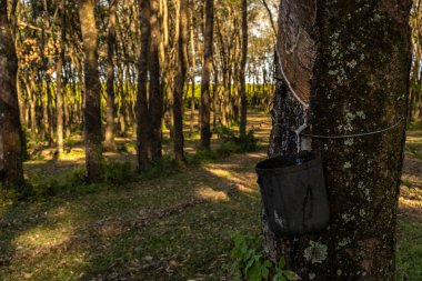 Lastik çıkarmak için lastik tarlası, lastik üretiminde ham madde, Sao Paulo Eyaleti, Brezilya