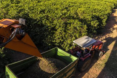 Vera Cruz, Sao Paulo, Brezilya, Haziran 07, 2023. Hasatçı, hasat edilen kahve çekirdeklerini yıkama için ürünü taşıyacak bir arabaya boşaltıyor. Brezilya 'da bir çiftlikte kahve hasadı.