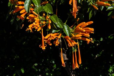 Pyrostegia venustası (ayrıca flamevin veya turuncu trompet asması veya Sao Joao Vine olarak da bilinir), Bignoniaceae familyasından Bignoniaceae familyasına ait bir bitki türü.