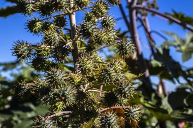 Brezilya 'da bir çiftlikteki, Hint fasulyesi olarak bilinen Ricinus Communis L. bitkisi. Ana ürünleri tıpta hintyağı olan ve biyodizel için hammadde olarak kullanılan öforbiaceae familyasının bir bitkisidir.