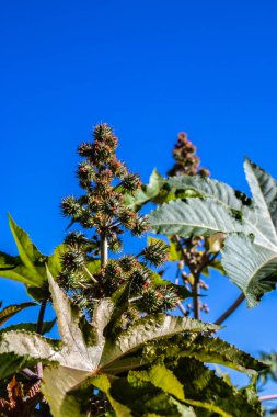 Brezilya 'da bir çiftlikteki, Hint fasulyesi olarak bilinen Ricinus Communis L. bitkisi. Ana ürünleri tıpta hintyağı olan ve biyodizel için hammadde olarak kullanılan öforbiaceae familyasının bir bitkisidir.