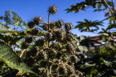 Brezilya 'da bir çiftlikteki, Hint fasulyesi olarak bilinen Ricinus Communis L. bitkisi. Ana ürünleri tıpta hintyağı olan ve biyodizel için hammadde olarak kullanılan öforbiaceae familyasının bir bitkisidir.