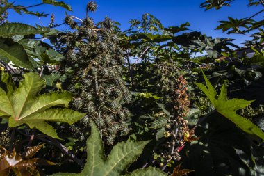 Brezilya 'da bir çiftlikteki, Hint fasulyesi olarak bilinen Ricinus Communis L. bitkisi. Ana ürünleri tıpta hintyağı olan ve biyodizel için hammadde olarak kullanılan öforbiaceae familyasının bir bitkisidir.