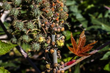 Brezilya 'da bir çiftlikteki, Hint fasulyesi olarak bilinen Ricinus Communis L. bitkisi. Ana ürünleri tıpta hintyağı olan ve biyodizel için hammadde olarak kullanılan öforbiaceae familyasının bir bitkisidir.