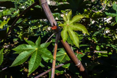 Brezilya 'da bir çiftlikteki, Hint fasulyesi olarak bilinen Ricinus Communis L. bitkisi. Ana ürünleri tıpta hintyağı olan ve biyodizel için hammadde olarak kullanılan öforbiaceae familyasının bir bitkisidir.