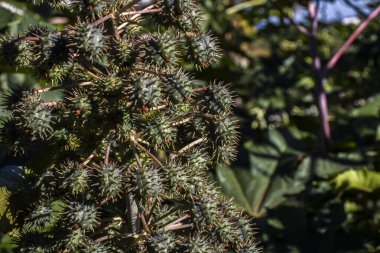 Brezilya 'da bir çiftlikteki, Hint fasulyesi olarak bilinen Ricinus Communis L. bitkisi. Ana ürünleri tıpta hintyağı olan ve biyodizel için hammadde olarak kullanılan öforbiaceae familyasının bir bitkisidir.
