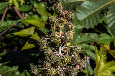 Brezilya 'da bir çiftlikteki, Hint fasulyesi olarak bilinen Ricinus Communis L. bitkisi. Ana ürünleri tıpta hintyağı olan ve biyodizel için hammadde olarak kullanılan öforbiaceae familyasının bir bitkisidir.