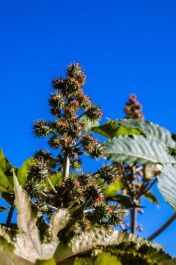 Brezilya 'da bir çiftlikteki, Hint fasulyesi olarak bilinen Ricinus Communis L. bitkisi. Ana ürünleri tıpta hintyağı olan ve biyodizel için hammadde olarak kullanılan öforbiaceae familyasının bir bitkisidir.