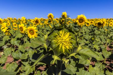 Yaygın Ayçiçeği (Helianthus annuus) Brezilya 'da yenilebilir yağı ve yenilebilir tohumu için bir mahsul olarak yetiştirilir.